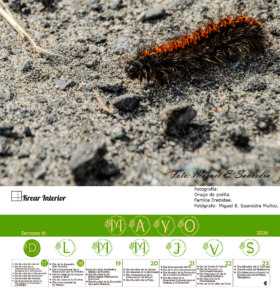 4 mayo semana 21